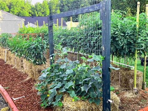 Our Guide to Straw Bale Gardening
