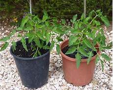 come seminare i pomodori in vaso pomodori sul balcone orto in terrazzo coltivare i come seminare i pomodori in vaso pomodori sul balcone orto in terrazzo coltivare i