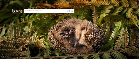 Image result for Bing Webmaster Tools API