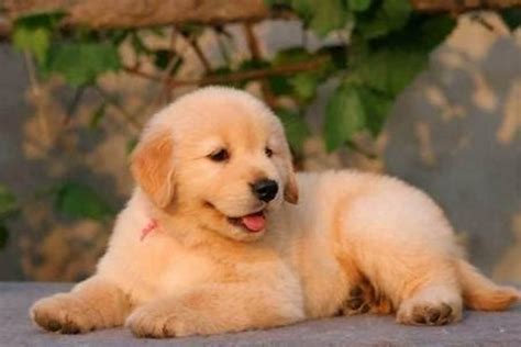 给宠物狗取名字搞笑 - 搞笑宠物狗的名字 - 香橙宝宝起名网