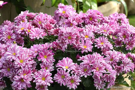 Lalbagh flower show 2020-Republic day special photos