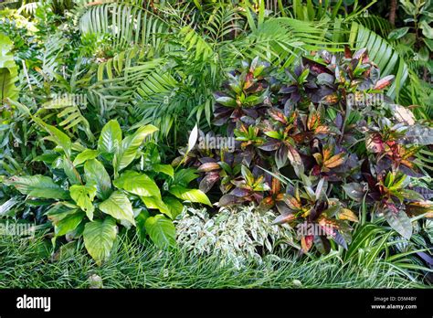 Image result for Vegetative Proportion Background