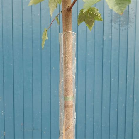 Image result for Squirrel Tree Guard