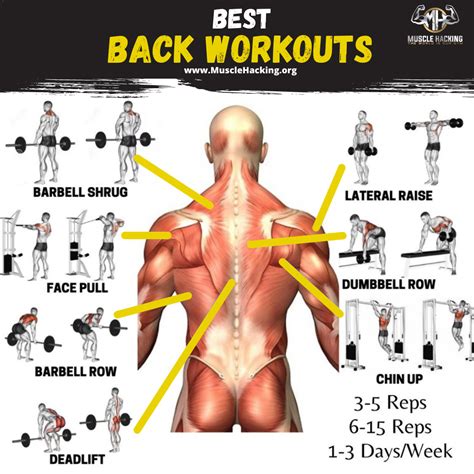 Image result for Different Back Workouts