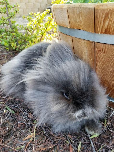 Lionhead bunny, grey, with barrel. Cute Bunny, Bunny Rabbit, Lionhead ...