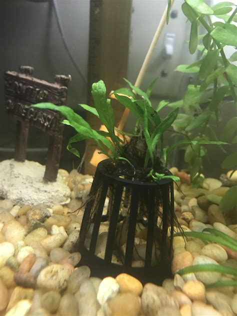 Image result for How to Glue Java Fern to Rocks