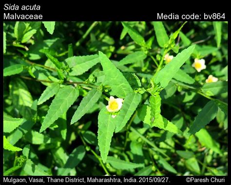 Sida acuta | Butterfly