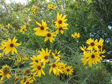 Kansas is the Sunflower State - Dyck Arboretum