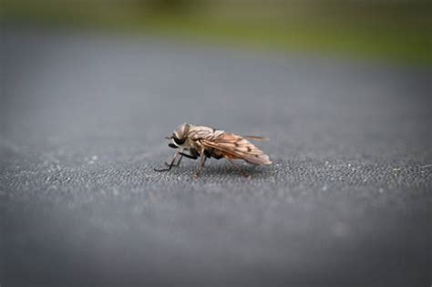 Fly Side View 的图像结果