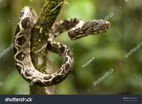 Amazon Tree Python 的图像结果