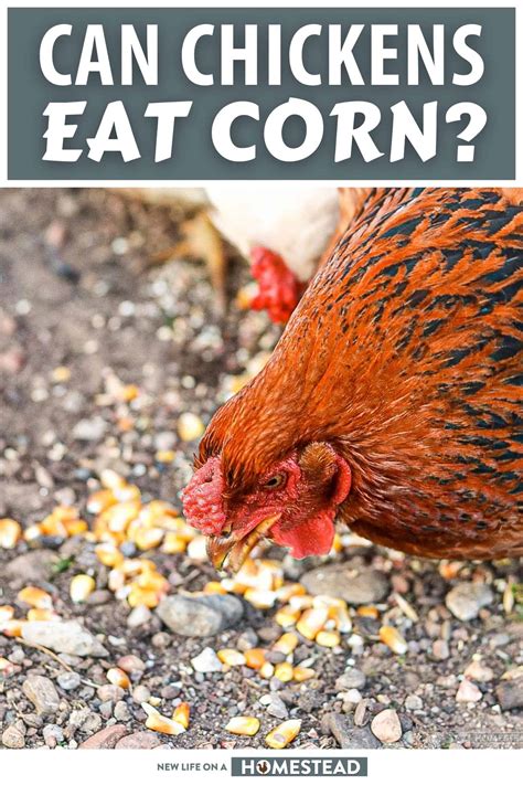 So, Can Chickens Eat Corn? • New Life On A Homestead
