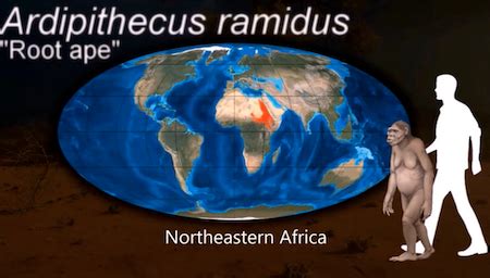 Image result for Ardipithecus Ramidus Discovery