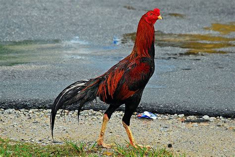 Native Chicken Breeds 的图像结果