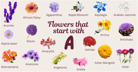 Flowers that Start with A: Photos, Facts, Growing Zones, Habitats