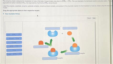 Image result for Urease Enzyme