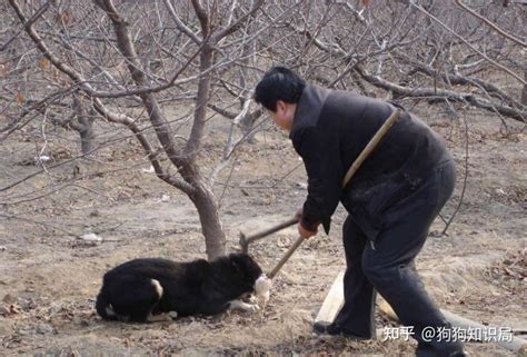 黑狗辟邪？为什么很多人不喜欢养黑狗？ - 知乎