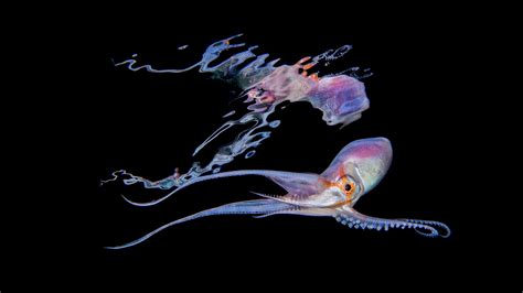 Image result for Octopus Desktop