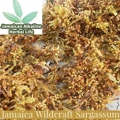 Jamaican Alkaline Herbal Life Jamaican Wildcraft Sargassum Macroalgae ...