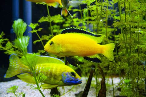 Image result for Poisson Animal