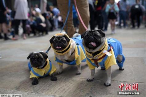 英国举办八哥犬节 “汪星人”盛装亮相 - 每日头条