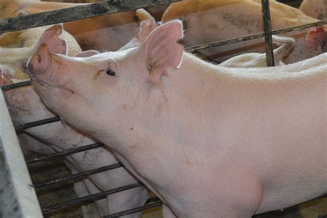 Image result for Computer Network Monitor Pork