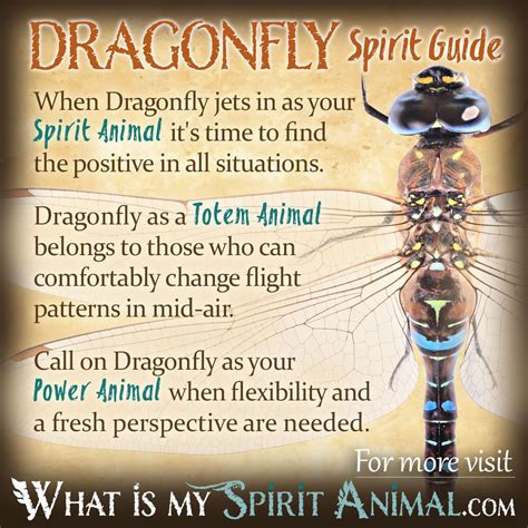 Dragonfly symbolism meaning plus dragonfly as a spirit totem power ...