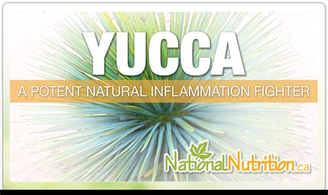 Yucca Vegetable Nutrition Facts Nutrition Facts The