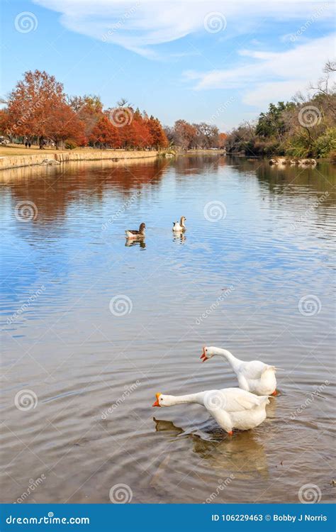 Looking Down River in San Gabriel Park Stock Image - Image of trees ...