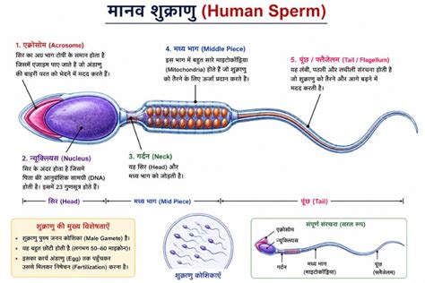 Sperm diagram: Human Sperm Structure, Parts aur Functions Guide ...