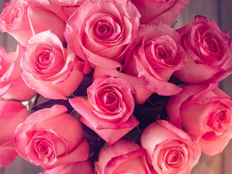 Image rose Pink color Flowers Closeup 1600x1200