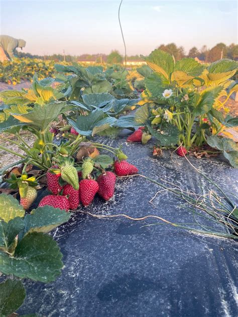 Marvelous Produce/The Homestead market U-Pick Strawberries , 24171 ...