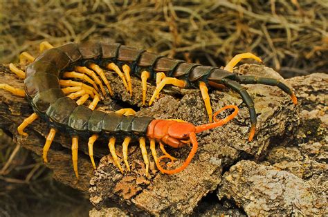 5 Most Dangerous Insects in Missouri