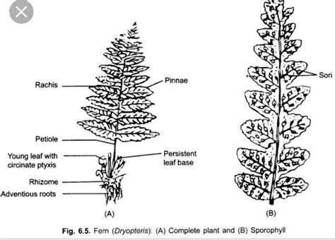 labeling diagram of fern - Brainly.in
