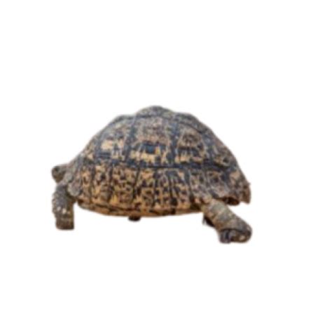 Turtle PNG Images For T-Shirts And Merchandise - Photo #2939 - BiNps ...