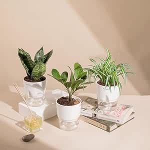 KYARI Spider-Sansevieria Green Snake-Zamia Green (ZZ) Combo of 3 Indoor ...