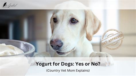 Yogurt for Dogs: Yes or No? (Country Vet Mom Explains)