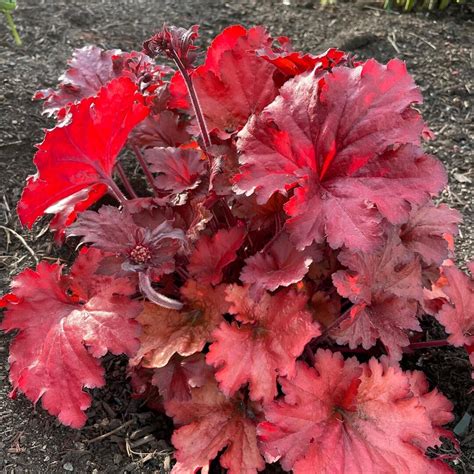 Heuchera 'fire Alarm' | Red Coral Bells | Evergreen Perennial | Sun or ...