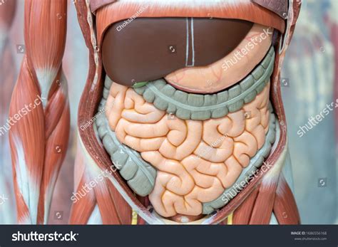 Image result for Digestive System Model BBC