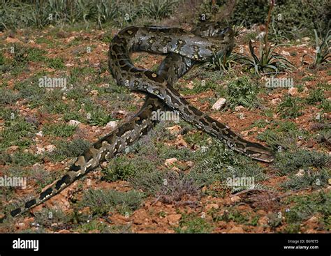 Image result for Rock Python Habitat