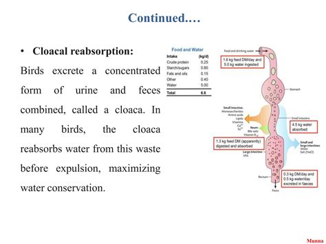 Non-Ruminant Animal Digestive System 的图像结果