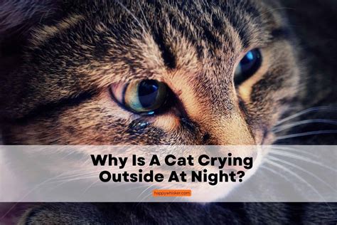 Why Do I Hear A Cat Crying At Night Outside at Douglas Wilder blog