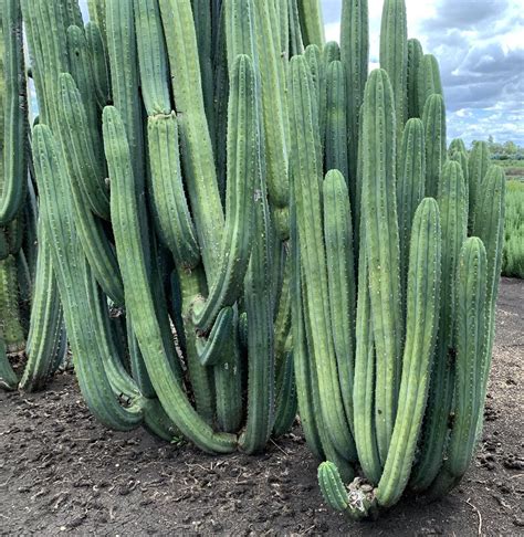 How to Identify San Pedro Cactus (Echinopsis Pachanoi) — Cactus Culture ...