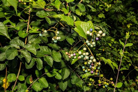 11 Species of Invasive Vines