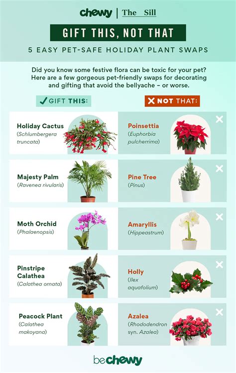 Holiday Plants