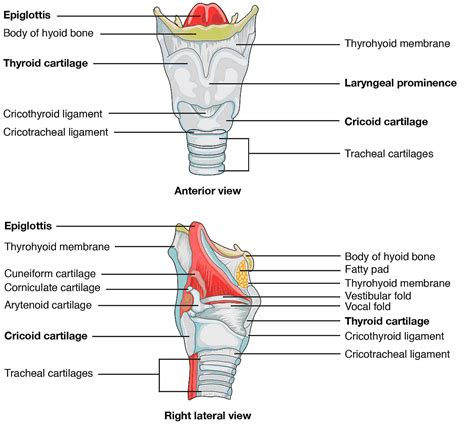 Pharynx And Larynx Anatomy