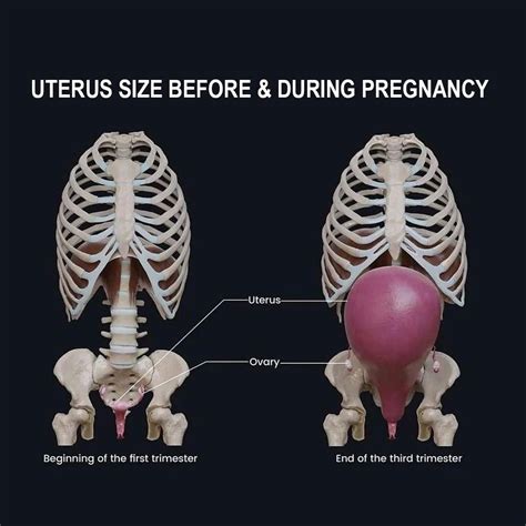 Pin by Princess Peipei, Queen of Ever on Raising Tiny Humans in 2025 | Female reproductive ...