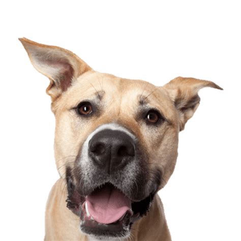 Poochles India - Pet Supplies for Dogs and Cats