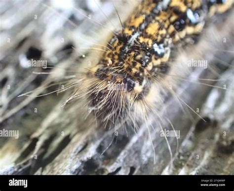 Western Tent Caterpillar Moth (Malacosoma californica Stock Photo - Alamy