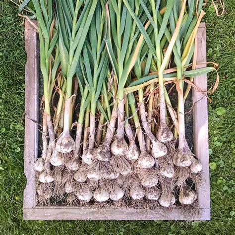 When Harvest Garlic