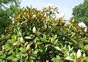 Image result for Magnolia Wood in Hindi